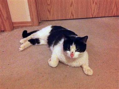 After being missing for nearly three months;'George the cargo cat' has been found safe and sound in Leduc.